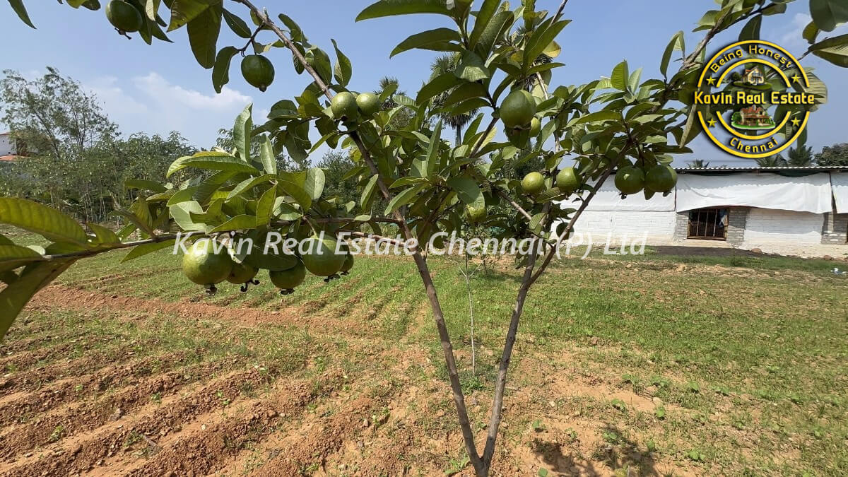 Farm House for sale in Thiruvelankadu