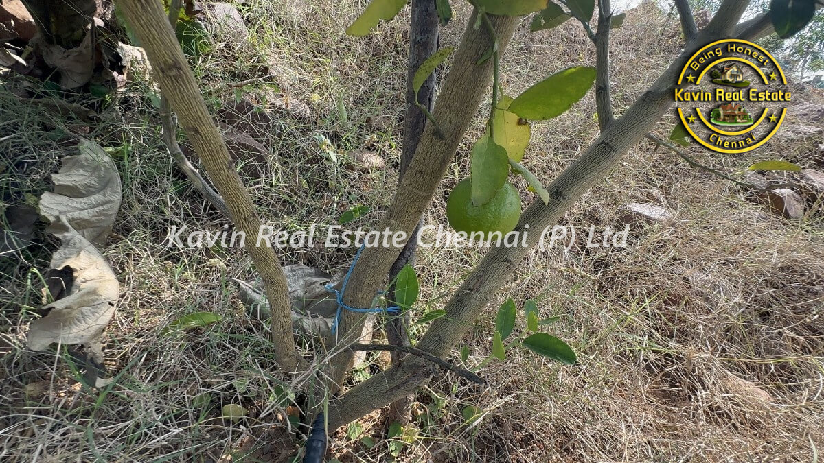 Farm House for sale in Thiruvelankadu